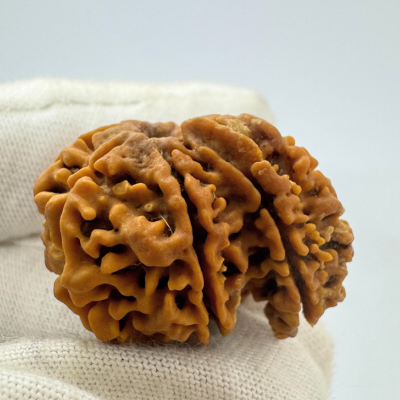 Antique 9 Mukhi Ganesh Rudraksha (Nepal Origin- 30.08 MM | 4.62 Gms)
