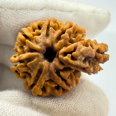 Antique 9 Mukhi Ganesh Rudraksha (Nepal Origin- 30.08 MM | 4.62 Gms)