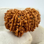 Antique 13 Mukhi Ganesh Rudraksha (Nepal Origin- 31.14 MM | 6.30 Gms)