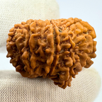 Antique 13 Mukhi Ganesh Rudraksha (Nepal Origin- 31.14 MM | 6.30 Gms)