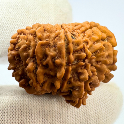 Antique 13 Mukhi Ganesh Rudraksha (Nepal Origin- 31.14 MM | 6.30 Gms)