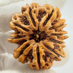 Antique 10 Mukhi Rudraksha (Nepal Origin- 31.60 MM | 6.70 Gms )
