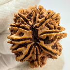 Antique 10 Mukhi Rudraksha (Nepal Origin- 31.60 MM | 6.70 Gms )