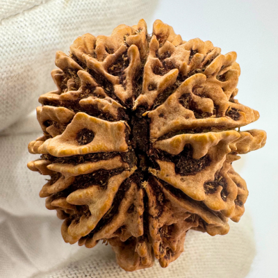 Antique 10 Mukhi Rudraksha (Nepal Origin- 31.60 MM | 6.70 Gms )