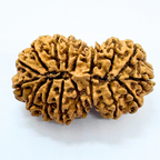 Antique 17 Mukhi Gaurishankar Rudraksha (Nepal Origin- 40.01 MM)
