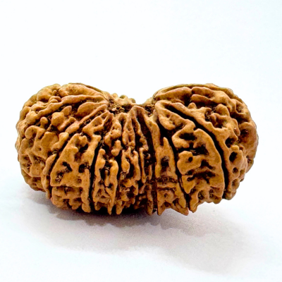 Antique 17 Mukhi Gaurishankar Rudraksha (Nepal Origin- 40.01 MM)
