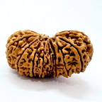 Antique 17 Mukhi Gaurishankar Rudraksha (Nepal Origin- 40.01 MM)