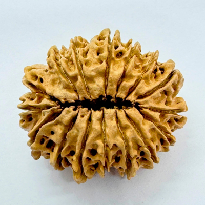 16 Mukhi Rudraksha (Nepal Origin- 30.20 MM)
