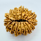 16 Mukhi Rudraksha (Nepal Origin- 30.20 MM)
