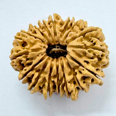 16 Mukhi Rudraksha (Nepal Origin- 30.20 MM)