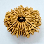 16 Mukhi Rudraksha (Nepal Origin- 30.20 MM)
