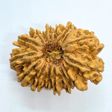 16 Mukhi Rudraksha (Nepal Origin- 32.05 MM)
