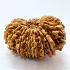 16 Mukhi Rudraksha (Nepal Origin- 32.05 MM)
