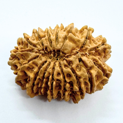 16 Mukhi Rudraksha (Nepal Origin- 32.05 MM)