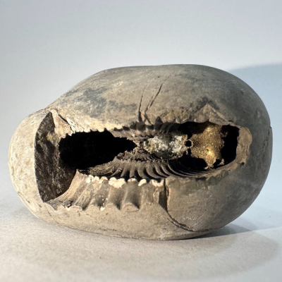 Lakshmi Narayan Shaligram - Himalaya Rudraksha Anusandhan Kendra