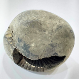 Lakshmi Narayan Shaligram - Himalaya Rudraksha Anusandhan Kendra