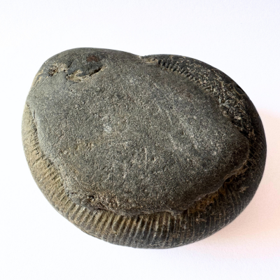 vishnu chakra shaligram