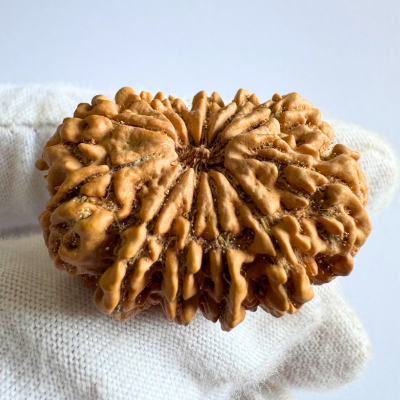 Antique 12 Mukhi Rudraksha (Nepal Origin- 33.73 MM | 7.56 Gms)