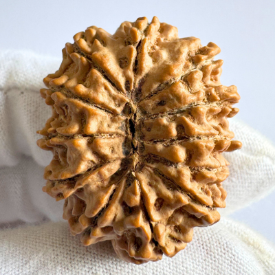 Antique 12 Mukhi Rudraksha (Nepal Origin- 33.54 MM | 7.31 Gms)