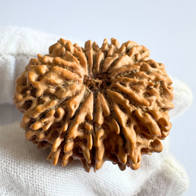 Antique 12 Mukhi Rudraksha (Nepal Origin- 33.54 MM | 7.31 Gms)