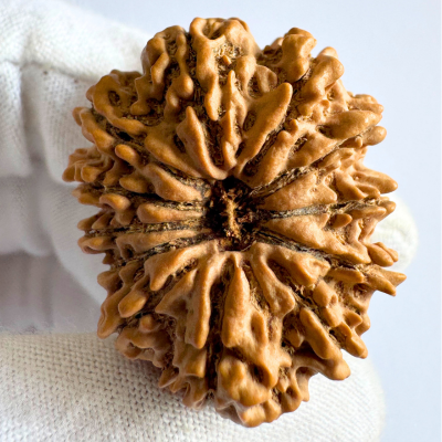 Antique 12 Mukhi Rudraksha (Nepal Origin- 33.54 MM | 7.31 Gms)
