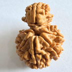 Antique 1 Mukhi Sawaar Rudraksha |Nepal Origin- 29.58 MM | 5.16 Gms