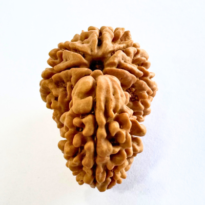 Antique 1 Mukhi Sawaar Rudraksha |Nepal Origin- 29.58 MM | 5.16 Gms