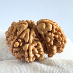 Antique 1 Mukhi Sawaar Rudraksha |Nepal Origin- 29.58 MM | 5.16 Gms