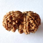 Antique 1 Mukhi Sawaar Rudraksha (Nepal Origin- 26.55 MM | 3.11 Gms