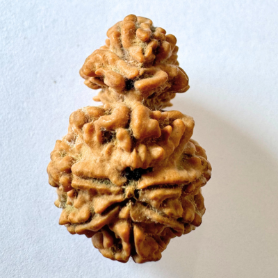 Antique 1 Mukhi Sawaar Rudraksha (Nepal Origin- 26.55 MM | 3.11 Gms