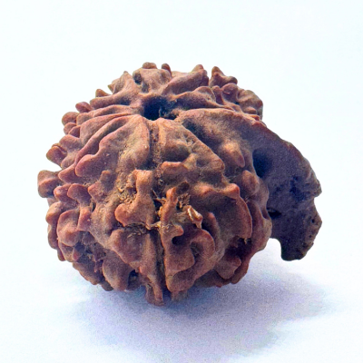 Antique 9 Mukhi Ganesh Rudraksha (Nepal Origin- 22.00 MM | 3.23 Gms)