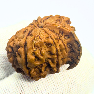 Antique 10 Mukhi Ganesh Rudraksha (Nepal Origin- 25.74 MM | 3.63 Gms) - Himalaya Rudraksha Anusandhan Kendra