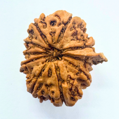 Antique 10 Mukhi Ganesh Rudraksha (Nepal Origin- 25.74 MM | 3.63 Gms) - Himalaya Rudraksha Anusandhan Kendra