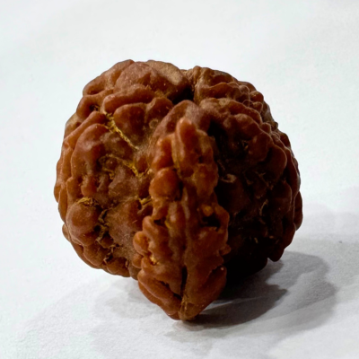 Antique 1 Mukhi Sawaar Rudraksha (Nepal Origin- 22.05 MM | 2.02 Gms