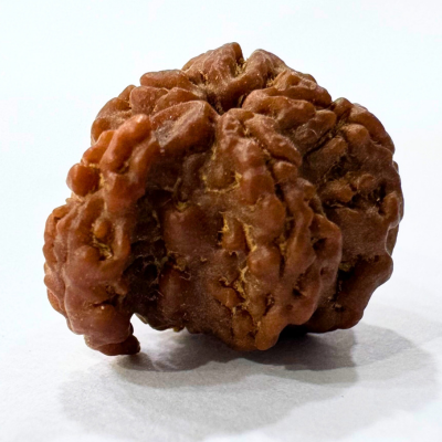 Antique 1 Mukhi Sawaar Rudraksha (Nepal Origin- 22.05 MM | 2.02 Gms
