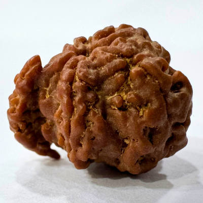 Antique 1 Mukhi Sawaar Rudraksha (Nepal Origin- 22.05 MM | 2.02 Gms