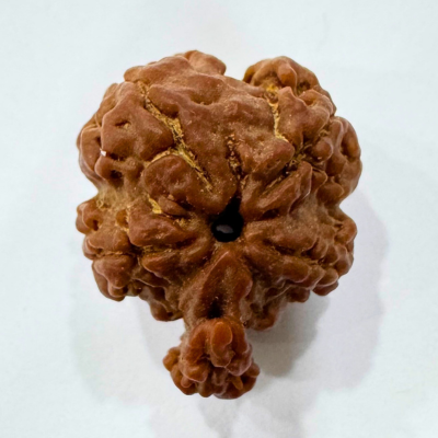 Antique 1 Mukhi Sawaar Rudraksha (Nepal Origin- 22.05 MM | 2.02 Gms