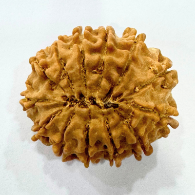 13 mukhi rudraksha

