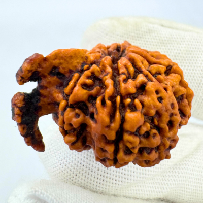Antique 8 Mukhi Ganesh Rudraksha (Nepal Origin- 33.39 MM | 6.11 Gms)