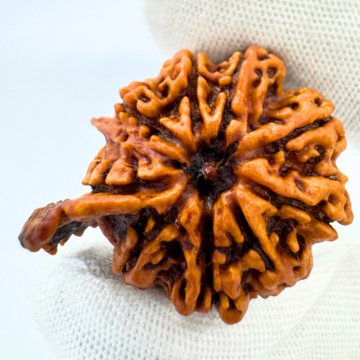 Antique 8 Mukhi Ganesh Rudraksha (Nepal Origin- 33.39 MM | 6.11 Gms)