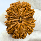 Antique 12 Mukhi Rudraksha (Nepal Origin- 33.68 MM | 8.00 Gms)