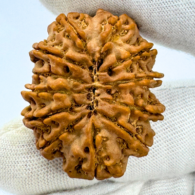 Antique 12 Mukhi Rudraksha (Nepal Origin- 33.68 MM | 8.00 Gms)