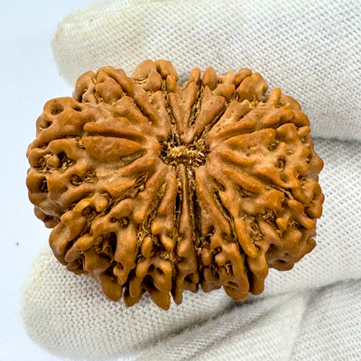 Antique 12 Mukhi Rudraksha (Nepal Origin- 33.68 MM | 8.00 Gms)
