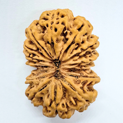Antique 14 Mukhi Gaurishankar Rudraksha (Nepal Origin - 41.00 MM| 10.35 Gms)