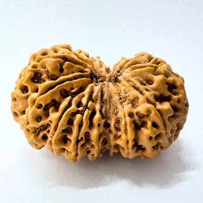 Antique 14 Mukhi Gaurishankar Rudraksha (Nepal Origin - 41.00 MM| 10.35 Gms)