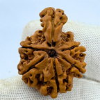 Antique 1 Mukhi Sawaar Rudraksha (Nepal Origin- 26.69 MM | 3.16 Gms)