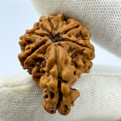 Antique 1 Mukhi Sawaar Rudraksha (Nepal Origin- 26.69 MM | 3.16 Gms)