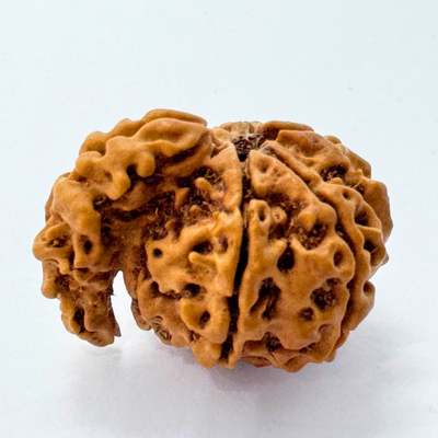 Antique 1 Mukhi Sawaar Rudraksha (Nepal Origin- 26.69 MM | 3.16 Gms)