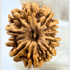 Antique 11 Mukhi Rudraksha (Nepal Origin-  32.83 MM | 7.00 Gms)