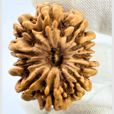 Antique 11 Mukhi Rudraksha (Nepal Origin-  32.83 MM | 7.00 Gms)